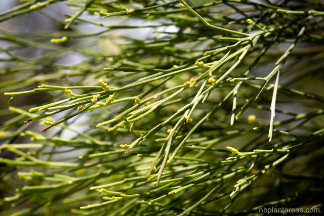 Exocarpos cupressiformis