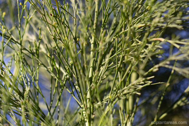 Exocarpos cupressiformis