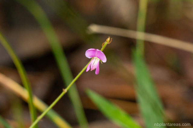 Maekawaea rhytidophylla