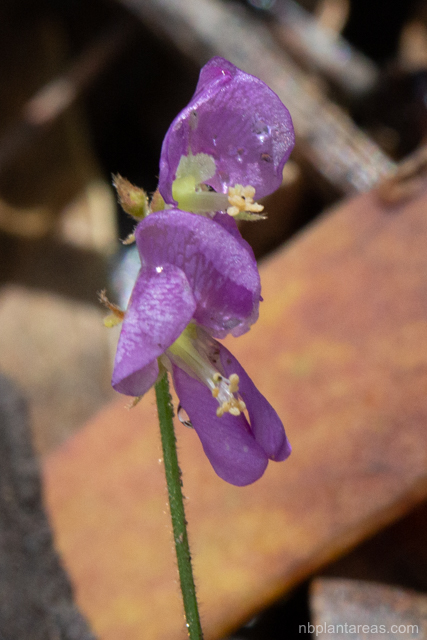 Maekawaea rhytidophylla