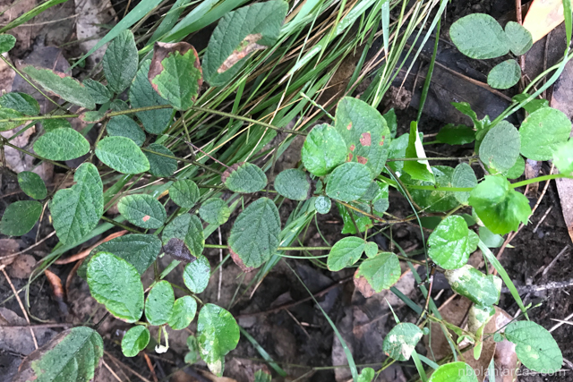 Maekawaea rhytidophylla