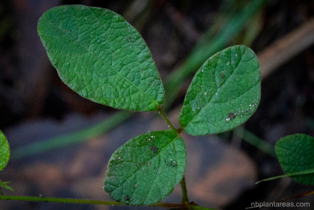 Maekawaea rhytidophylla