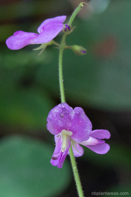 Maekawaea rhytidophylla