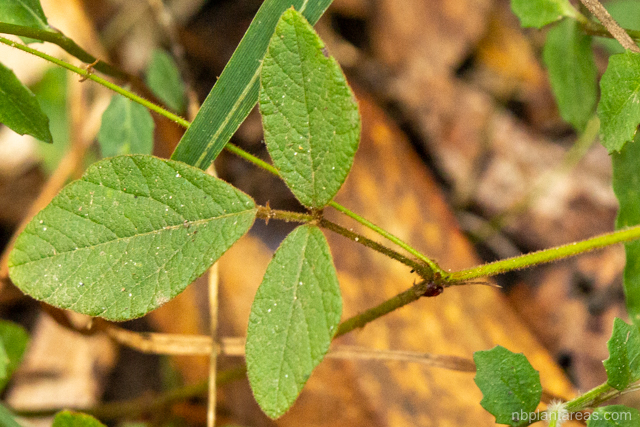 Maekawaea rhytidophylla