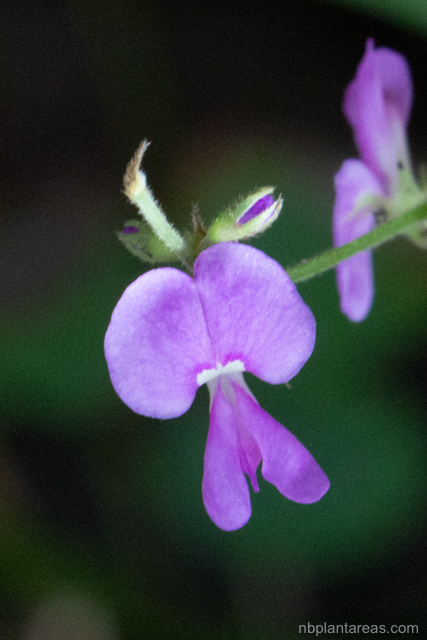 Maekawaea rhytidophylla