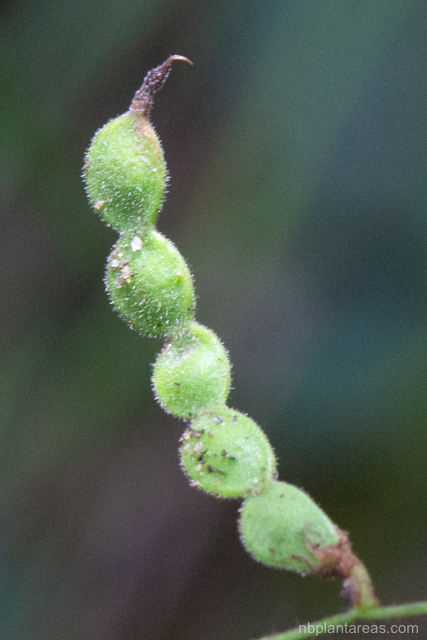 Maekawaea rhytidophylla