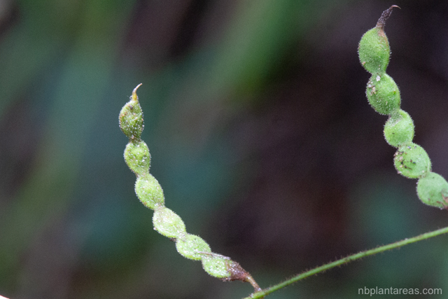 Maekawaea rhytidophylla