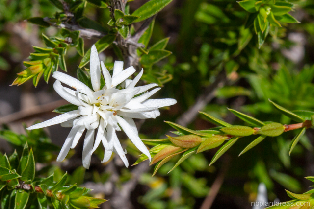 Pseudanthus pimeleoides