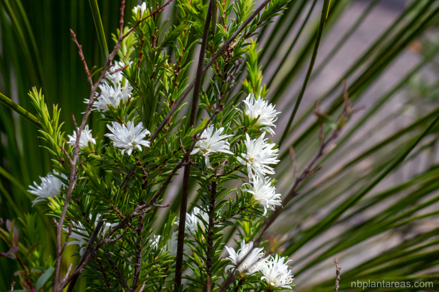 Pseudanthus pimeleoides