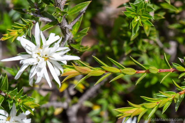Pseudanthus pimeleoides