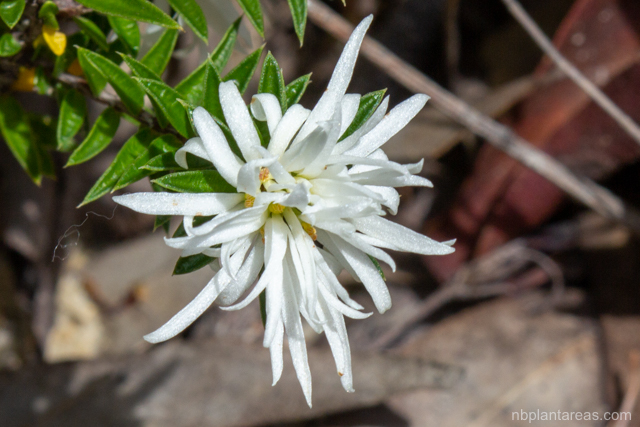 Pseudanthus pimeleoides