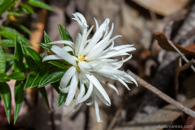 Pseudanthus pimeleoides