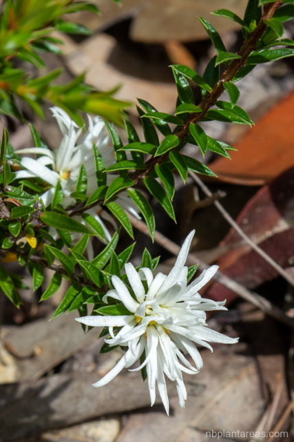 Pseudanthus pimeleoides