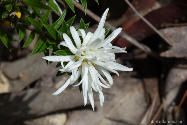 Pseudanthus pimeleoides