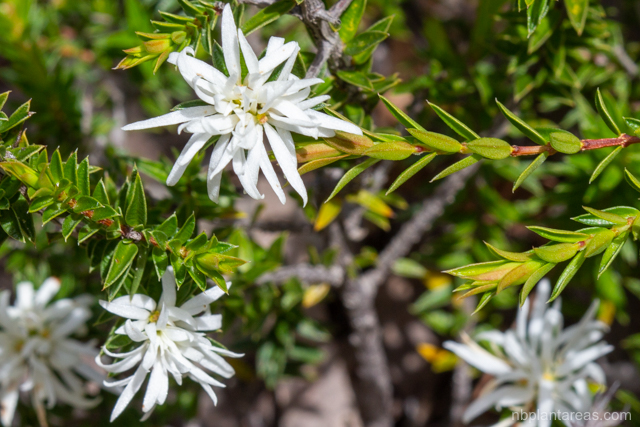 Pseudanthus pimeleoides