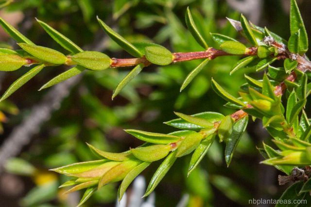 Pseudanthus pimeleoides