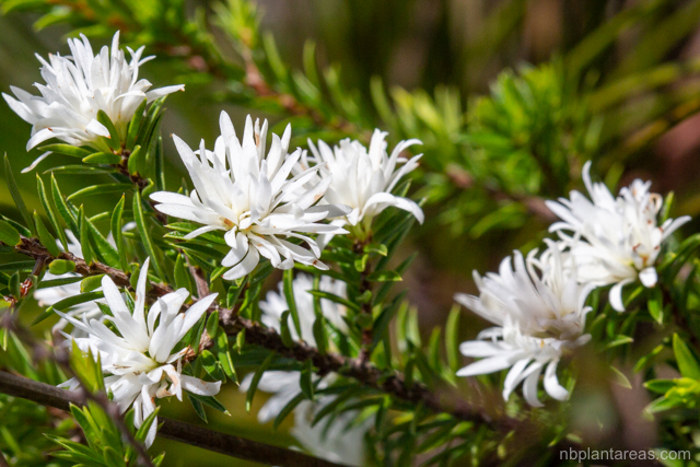 Pseudanthus pimeleoides