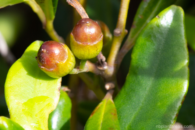 Tristaniopsis collina