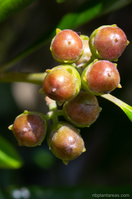 Tristaniopsis collina