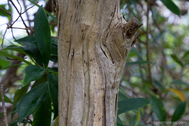 Tristaniopsis collina