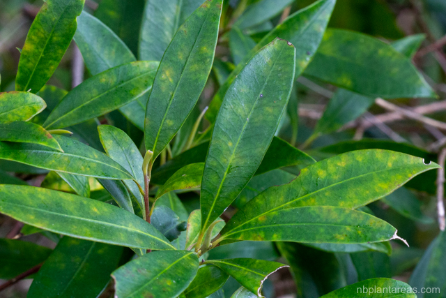 Tristaniopsis collina