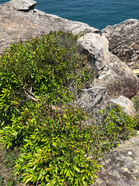 Tristaniopsis collina