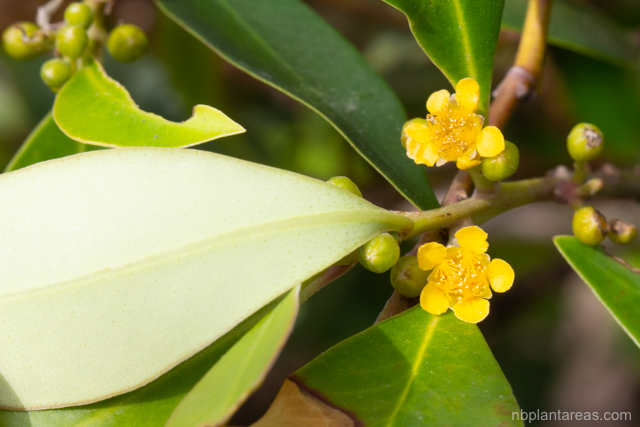 Tristaniopsis collina