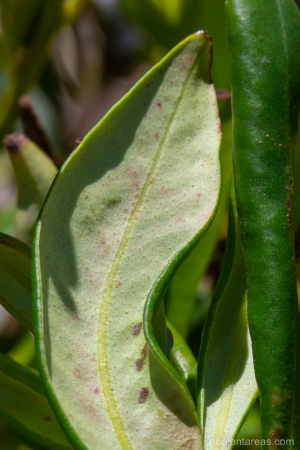 Tristaniopsis collina