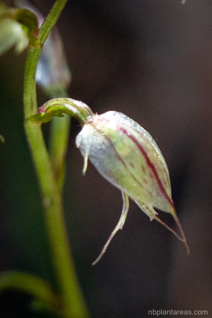 Acianthus fornicatus