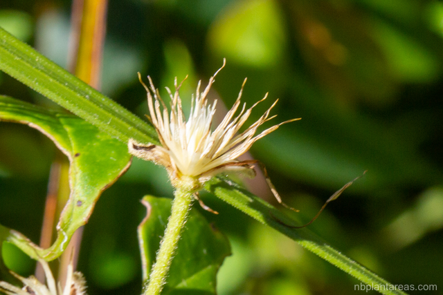 Clematis aristata