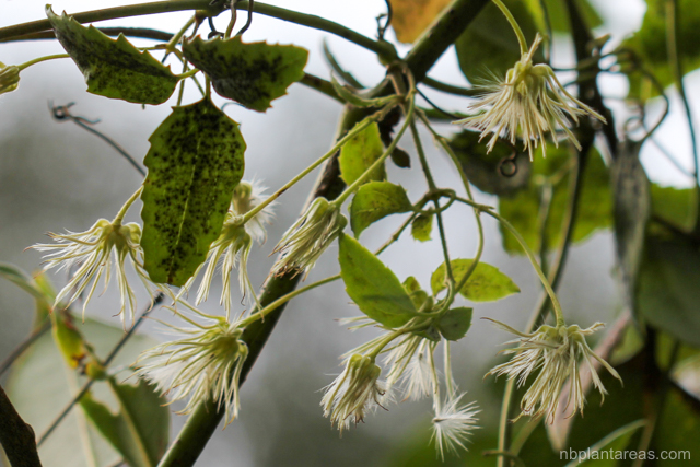 Clematis aristata