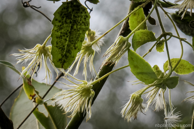 Clematis aristata