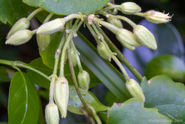 Clematis aristata