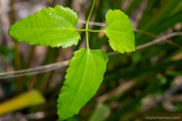 Clematis aristata