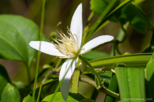 Clematis aristata