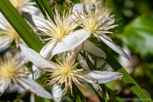 Clematis aristata