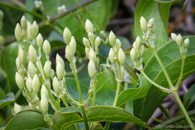 Clematis glycinoides