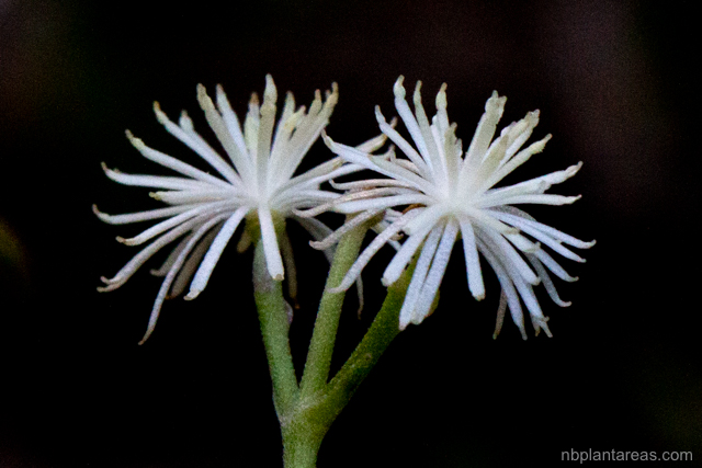 Clematis glycinoides