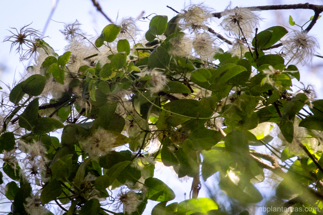 Clematis glycinoides