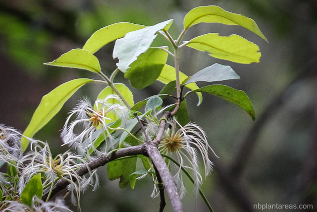 Clematis glycinoides