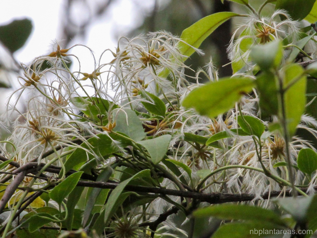 Clematis glycinoides
