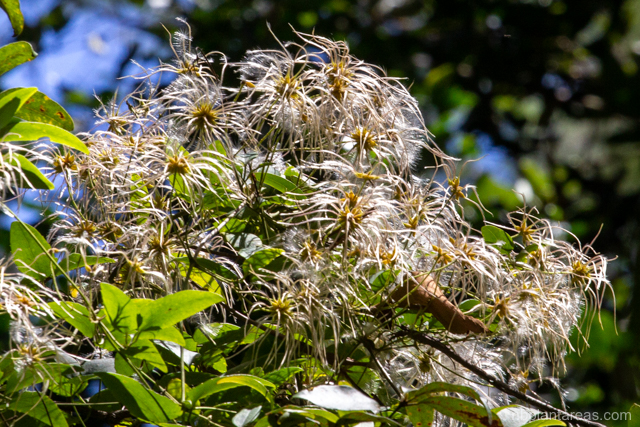 Clematis glycinoides