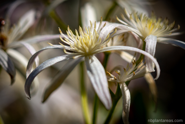 Clematis glycinoides