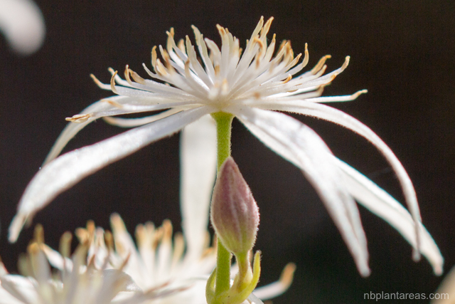 Clematis glycinoides