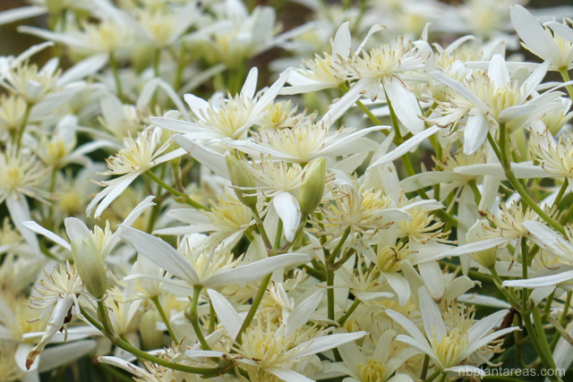 Clematis glycinoides