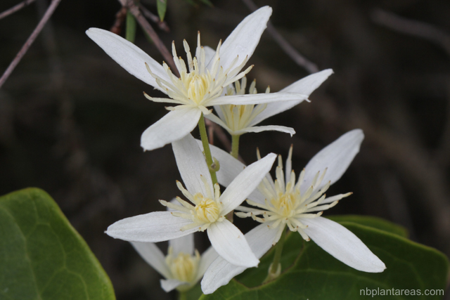 Clematis glycinoides