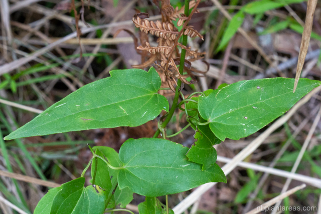 Clematis glycinoides