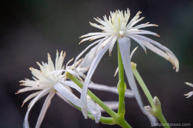 Clematis glycinoides