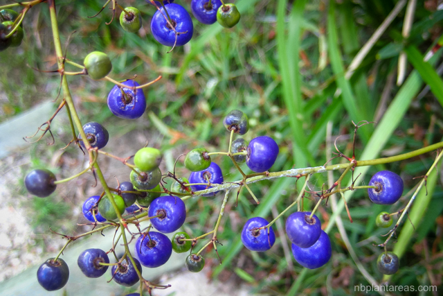 Dianella caerulea