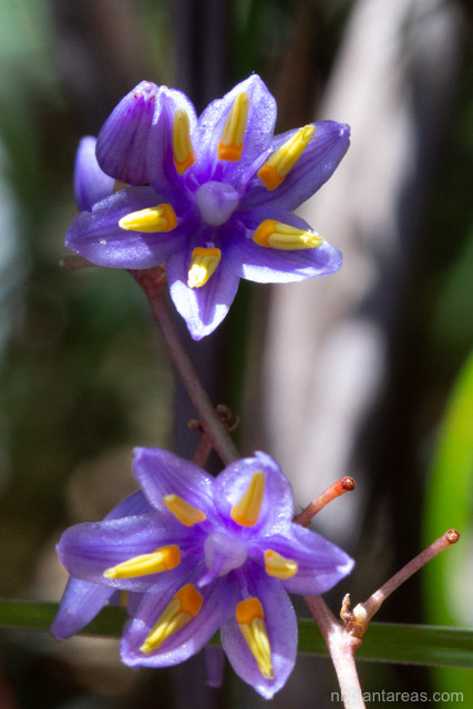 Dianella caerulea